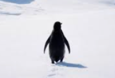 Viral Meme Penguin Jalan Sendirian: Nihilist, Penguin Viral Ini Bikin Netizen Relate